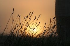 barn sun through grass