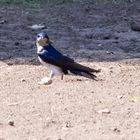 Barn Swallow