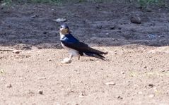 Barn Swallow