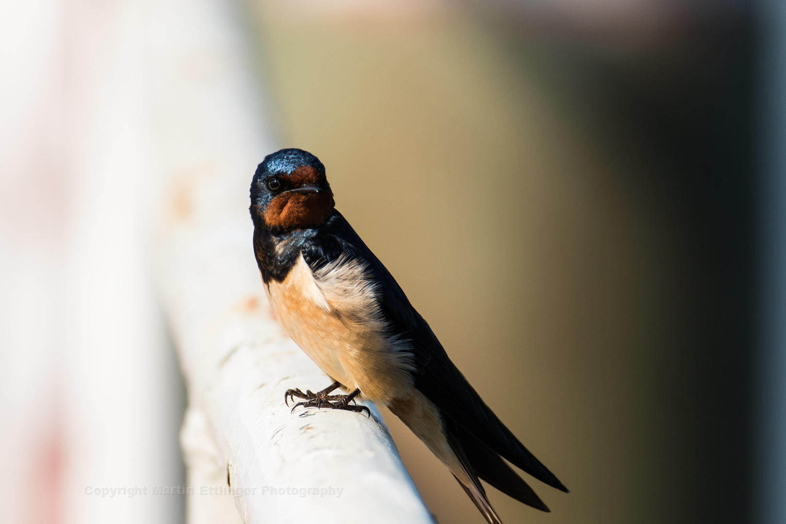 barn swallow 13052018 (3)