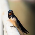 barn swallow 13052018 (3)