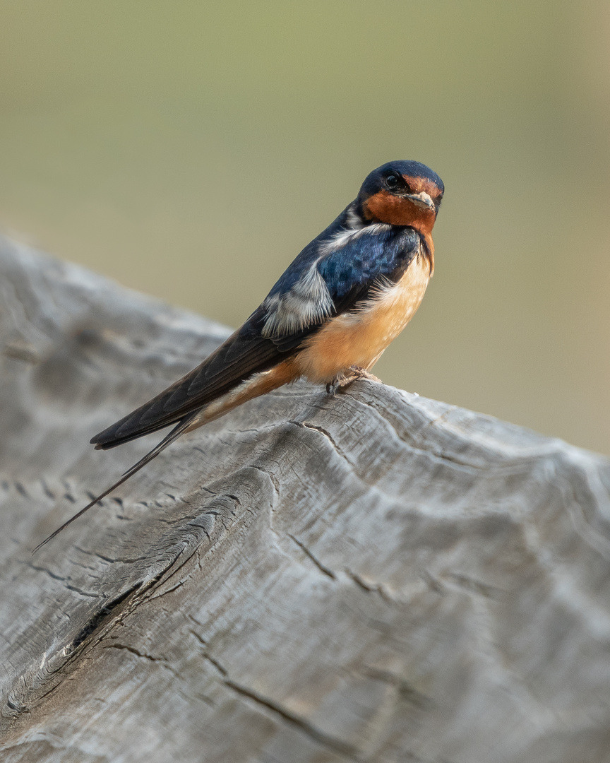 barn swallow