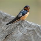 barn swallow