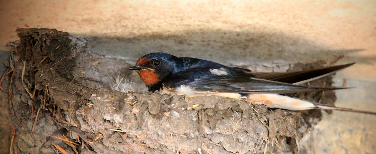 Barn Swallow 