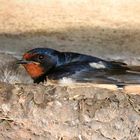 Barn Swallow 