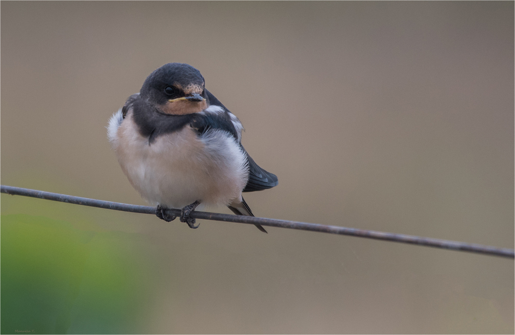 Barn swallow