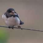 Barn swallow