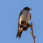 Barn swallow