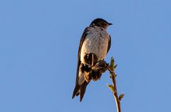 Barn swallow