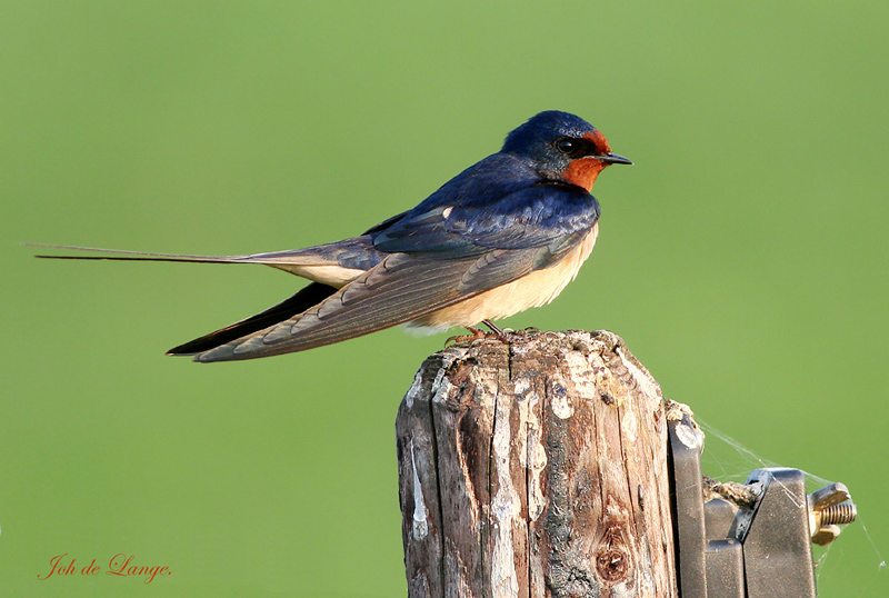 Barn Swallow