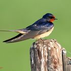 Barn Swallow