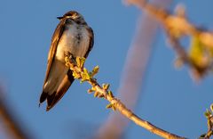 Barn swallow