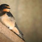 Barn Swallow