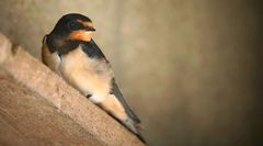 Barn Swallow