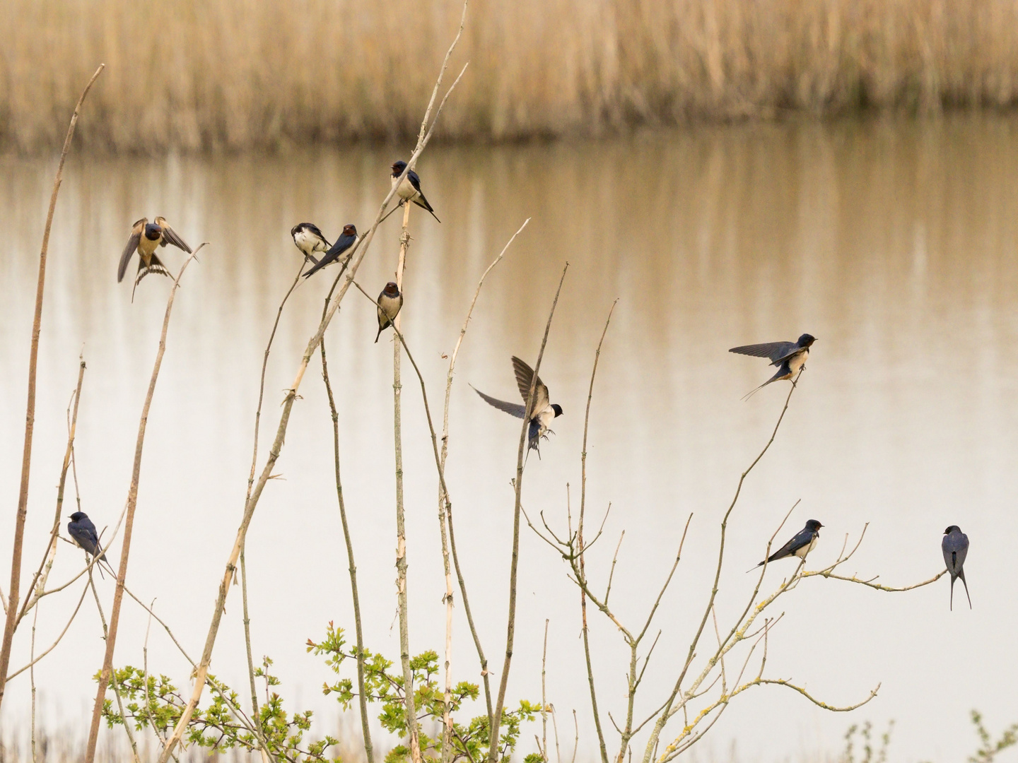 barn swallow