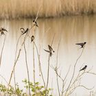 barn swallow