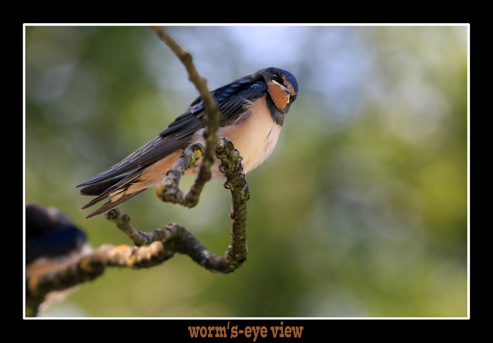 barn swallow by worm's-eye view - Rauchschwalbe aus der Wurmperspektive