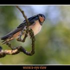 barn swallow by worm's-eye view - Rauchschwalbe aus der Wurmperspektive