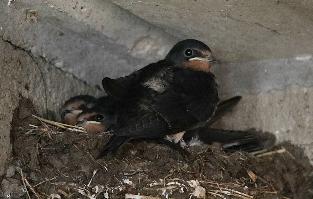 Barn Swallow