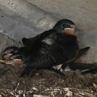 Barn Swallow