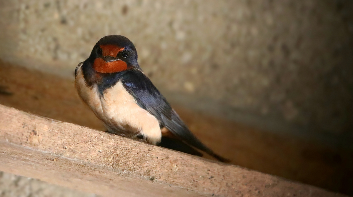 Barn Swallow 