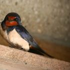 Barn Swallow 