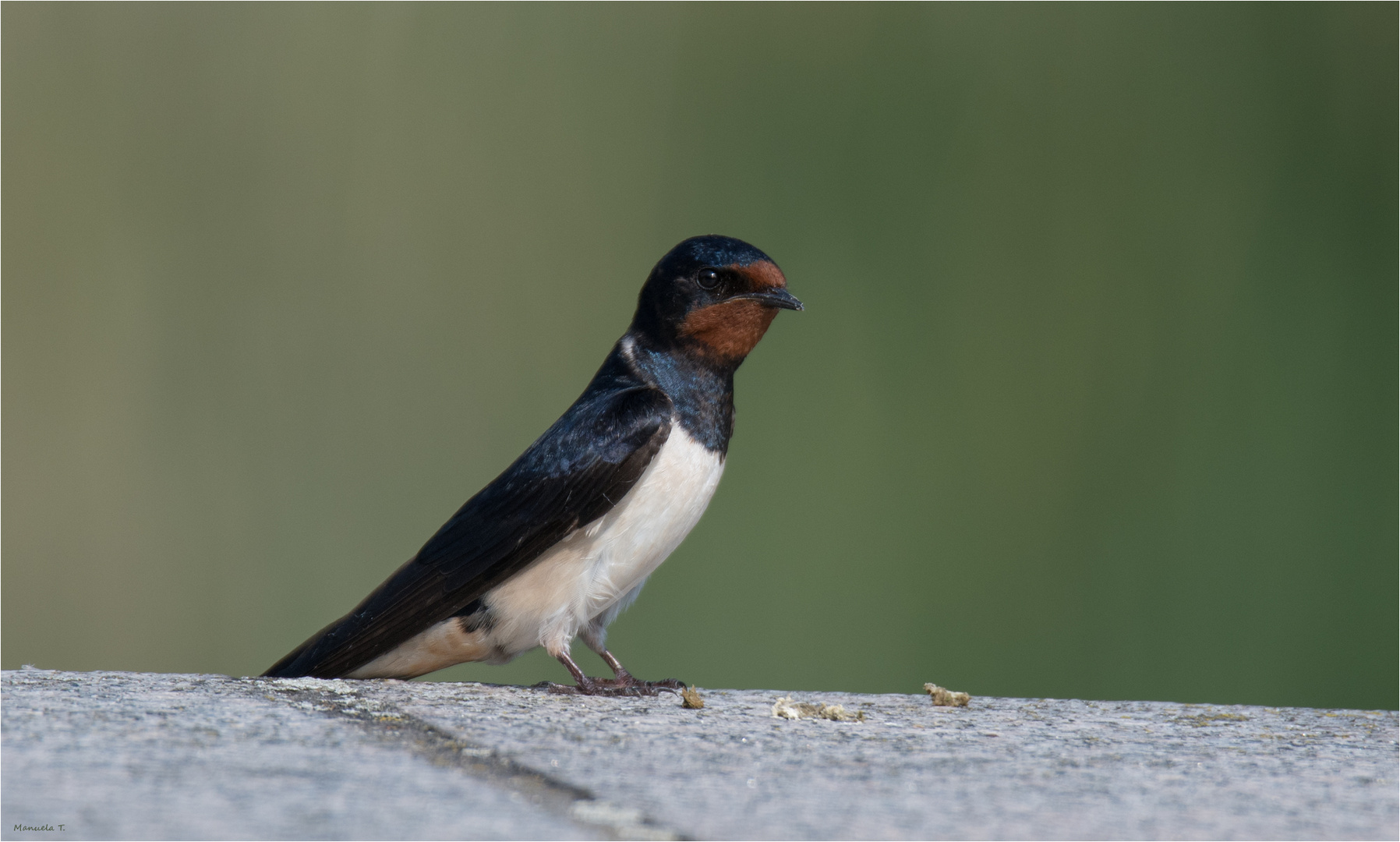 Barn swallow