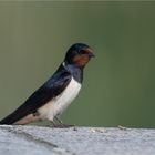 Barn swallow