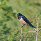 Barn swallow