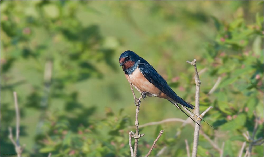 Barn swallow