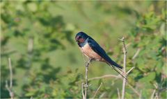 Barn swallow