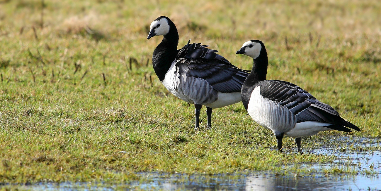 Barnacle Geese