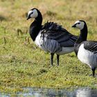 Barnacle Geese