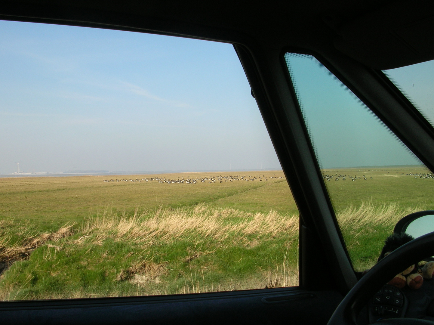 barnacle geese resting