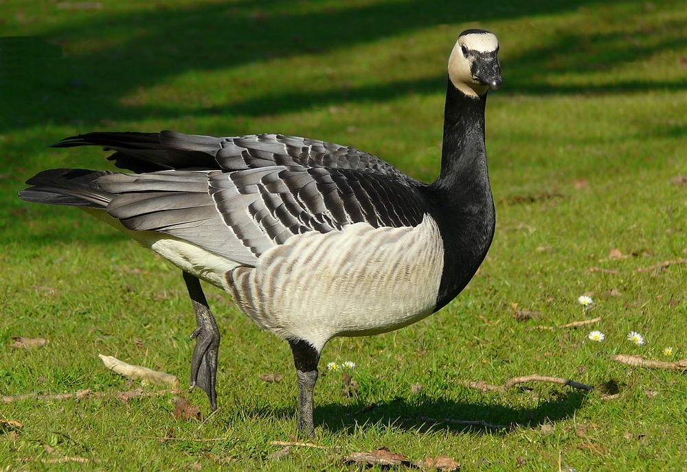 Barnacle Goose