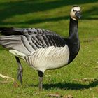 Barnacle Goose