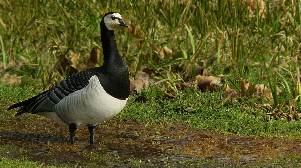 Barnacle Goose