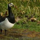 Barnacle Goose