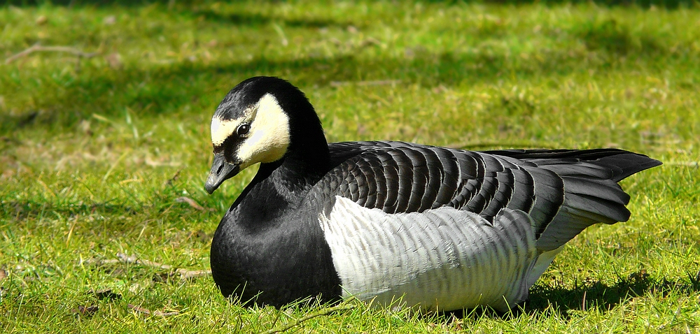 Barnacle Goose