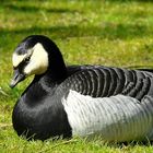 Barnacle Goose