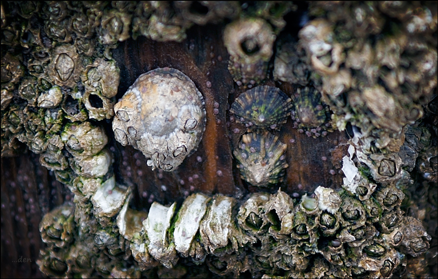 Barnacles and shell fish.....