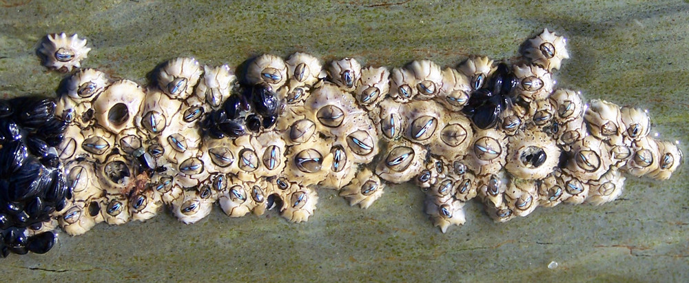 Barnacles