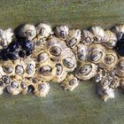 Barnacles