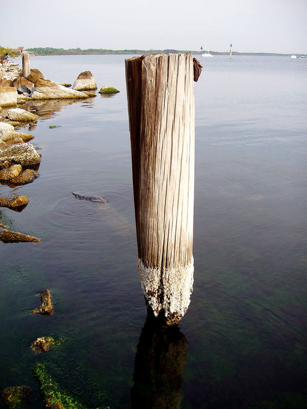 Barnacles on Post