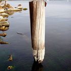 Barnacles on Post