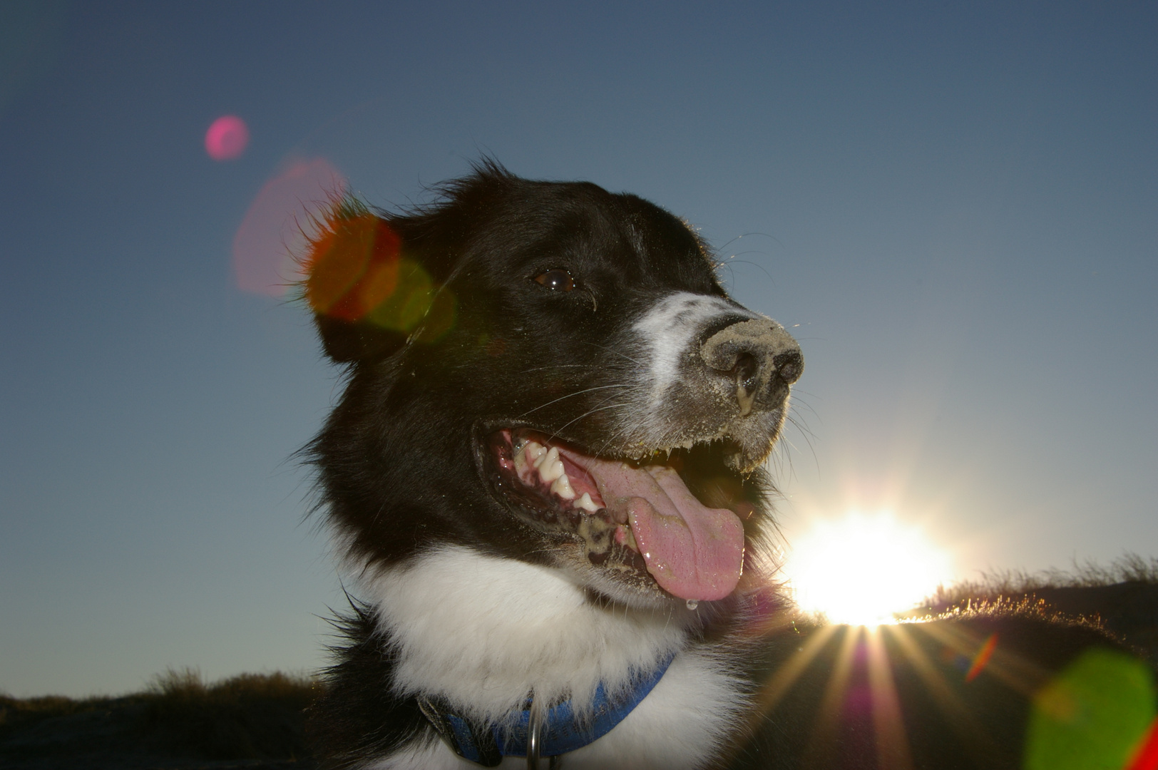 Barney am Strand