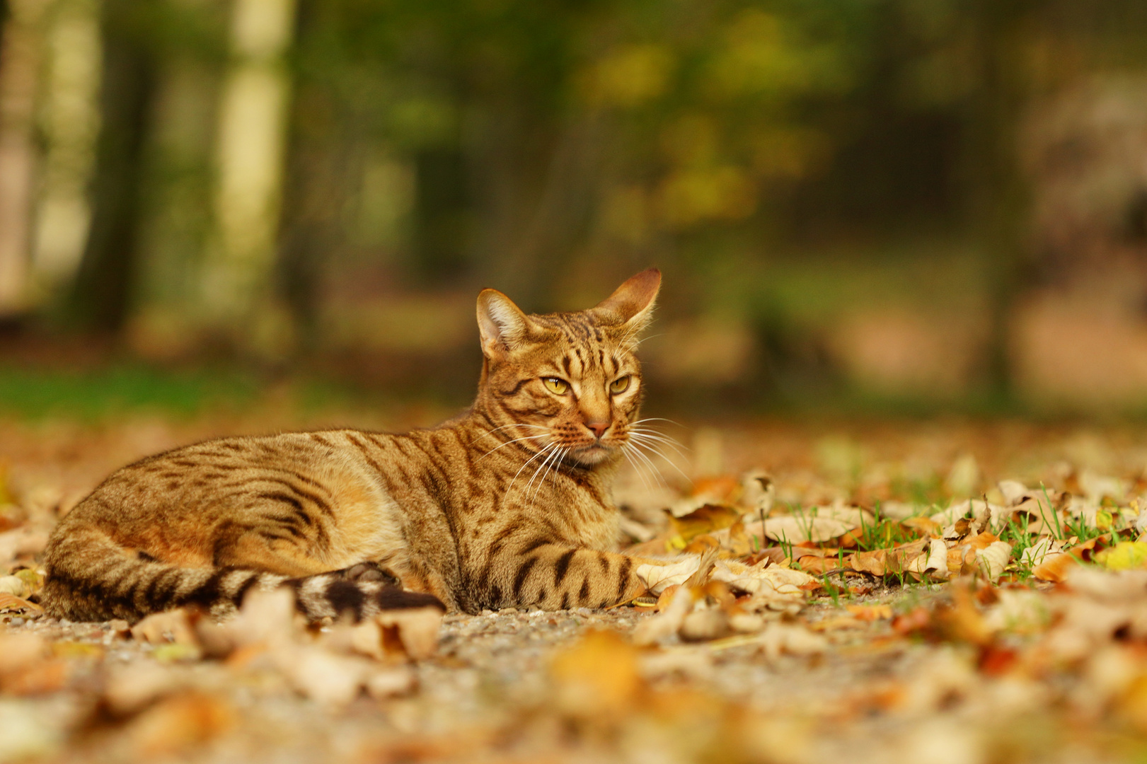 Barney, an Ocicat 