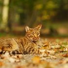 Barney, an Ocicat 