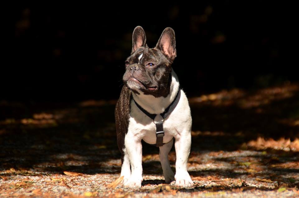 Barney beim Photoshooting