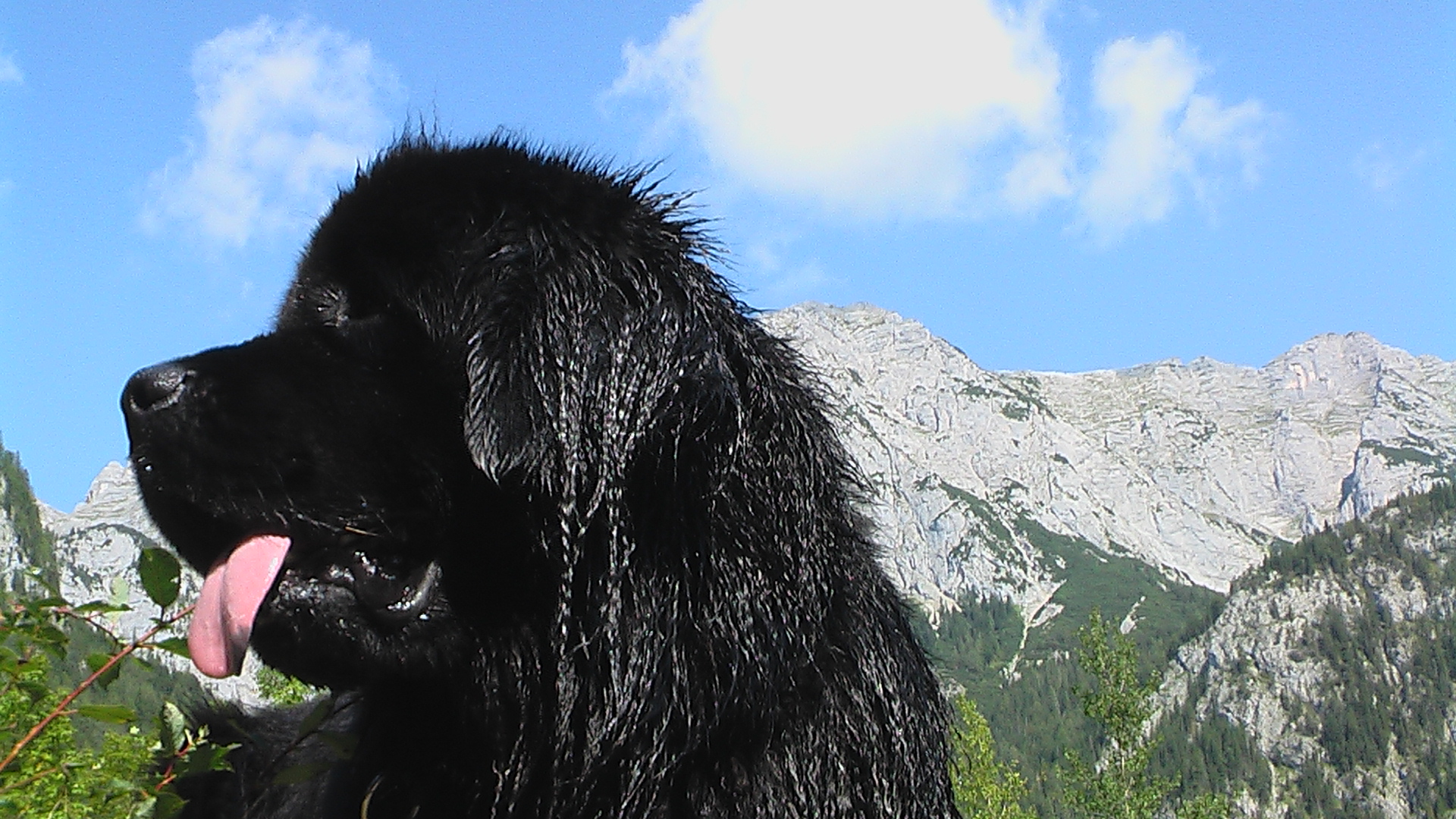 Barney der Neufundländer im Klausbachtal